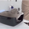 Reação de pet 7