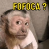 Macaquinhos memes 🤣🙈 5