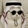 Cat cute  7