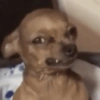 REAÇÕES DE CACHORROS 15