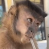 Reações animais  13