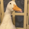 Patinho Fofo Reações 🦆 12