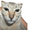 Animales pedorros 20