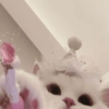 Gatitos🩷 13