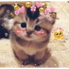 Michis Muy cutes 🩷🐱 8