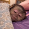 Monos muy monitos 🐒🐵🐒 11