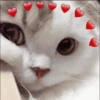 Cat love ❤️ 5