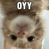 Tahun Baru versi Kucing 14
