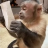 Monkey Mood 6