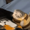 Gatos 28