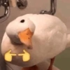 Memes 7