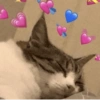 Cat love ❤️ 9