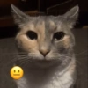 Gatos emoji 9