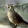 Blur Bird
