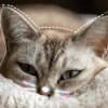 🐾Gatitos Cute🐈💖 5