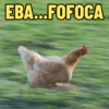 GALINHAS DEBOCHADAS 🐔 6