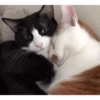 CatscatacatsDIECI 10