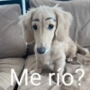 Me rio?