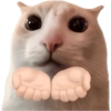 Gatitos para el chat 🫪 7