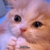 💬Gatos con Frases 🪂💬 5