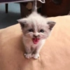 Gatos 24