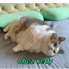 obez kedy