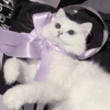 Gatitos🩷 11