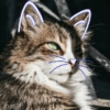 🐾Gatitos Cute🐈💖 6