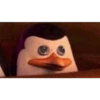 Pinguim  24