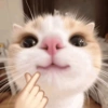 Cat love ❤️ 13