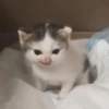 Gatitos 🤭 7