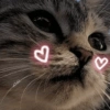 🐾Gatitos Cute🐈💖 16