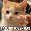 Tahun Baru versi Kucing 8
