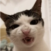 GATOS 🐱 9