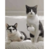 Double Thumbs Up
