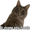 El chisme está fuerte