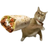 Meme Kucing Lempar 😾 12