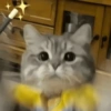 🧿Gatos 🐈🐱 12