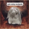 solo estoy ovulando @mekieromudaralcielo.