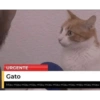 CatscatacatsDIECI 13