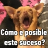 Cosas de Perritos 2🤎🐶✨ 12