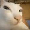 Gatinhos bizarramente fofos 6