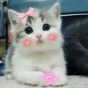 🐾Gatitos Cute🐈💖 22