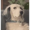 Reação de pet 24