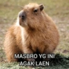 Capybara  22
