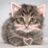 🐾Gatitos Cute🐈💖 24
