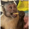 Monkey Mood 21