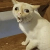 Cat meme funny 18