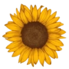Flores Amarillas 🌻✨ 19