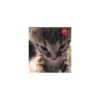 Shitpost de Animalitos 🤑😈 15